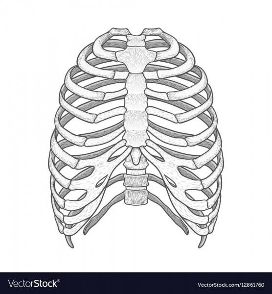 Ребра со спины рисунок