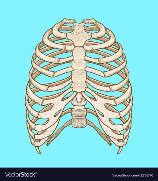 Грудина скелет анатомия