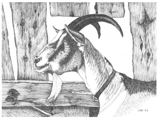 Коза иллюстрация