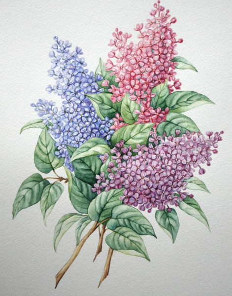 Сирень акварелью