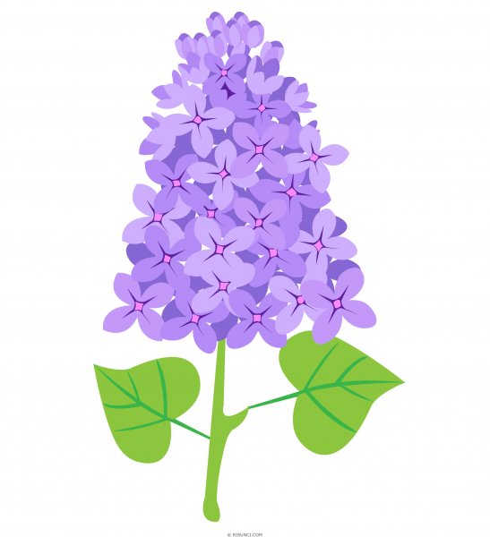 Сирень для дошкольников