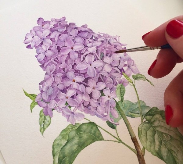 Рисование сирень