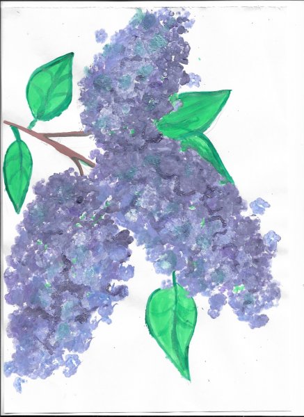 Ветка сирени рисование