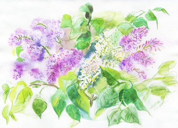 Сирень акварельными карандашами