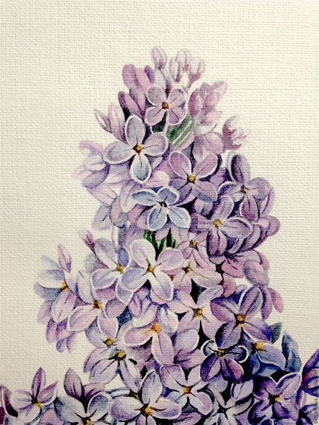 Сирень цветными карандашами