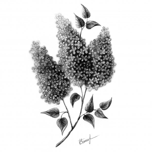 Ветка сирени карандашом