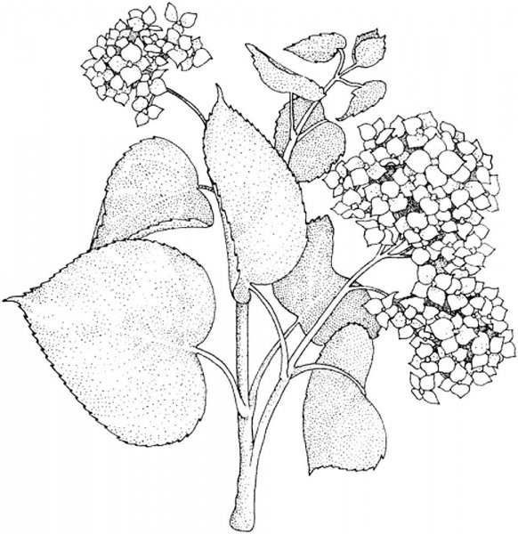 Сирень для раскрашивания