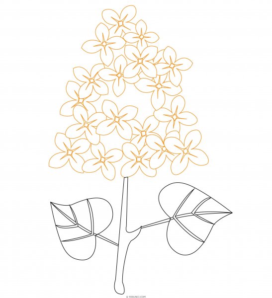 Поэтапное рисование веточки сирени