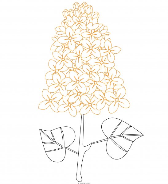 Веточка сирени раскраска