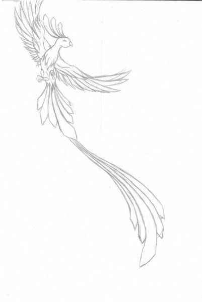Жар птица эскиз