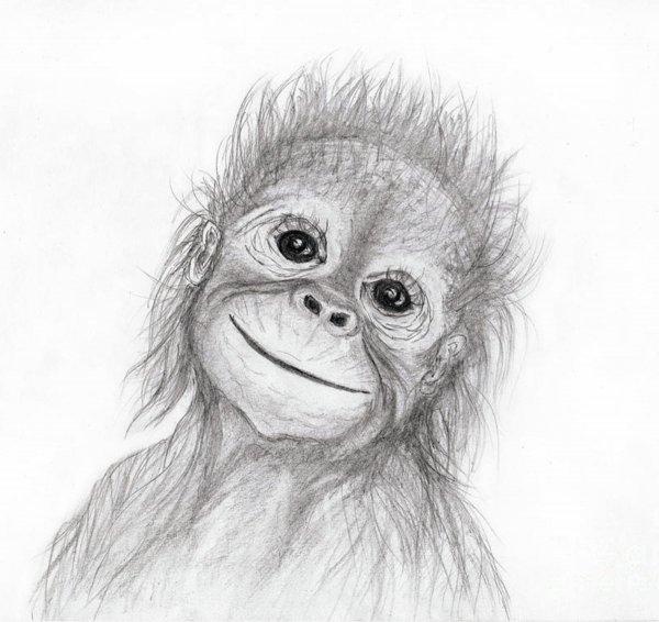 Мартышка рисунок карандашом