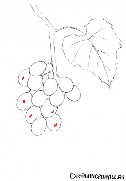 Поэтапное рисование винограда