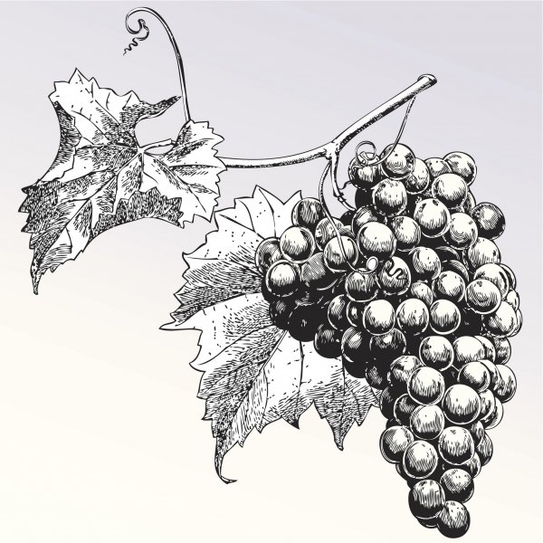 Виноградная лоза