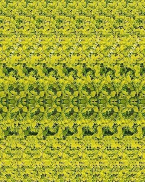 Стереоглаз Непоседа