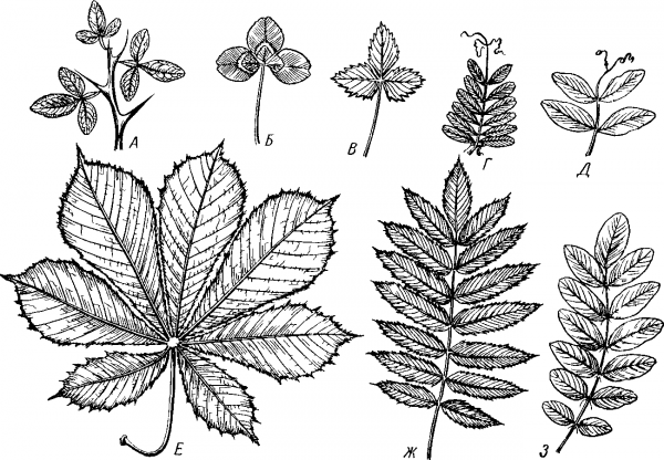 Жилкование рябины