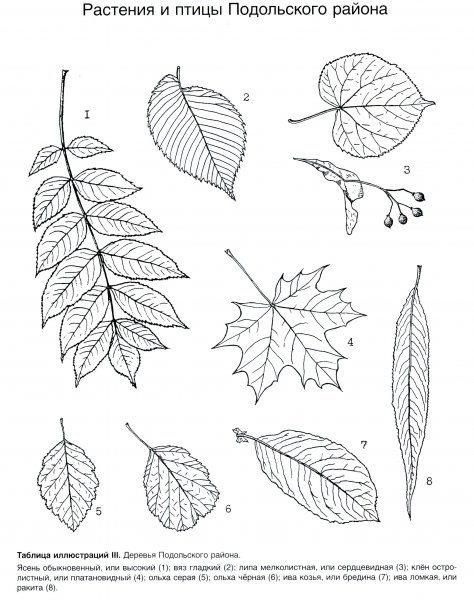 Листья разных деревьев