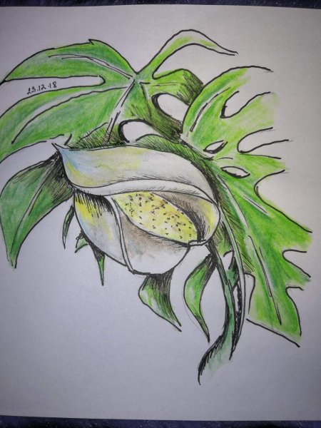 Монстера скетч