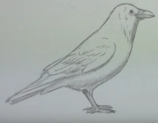 Ворона карандашом для детей