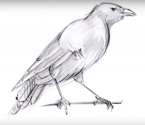 Рисунок вороны карандашом
