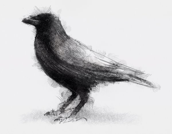 Ворона простым карандашом