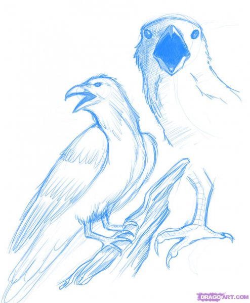 Ворона для рисования