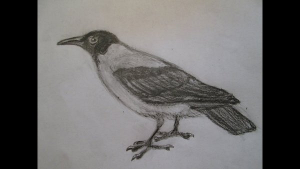 Ворона рисунок карандашом