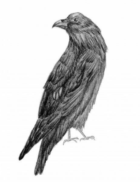 Ворона рисунок карандашом