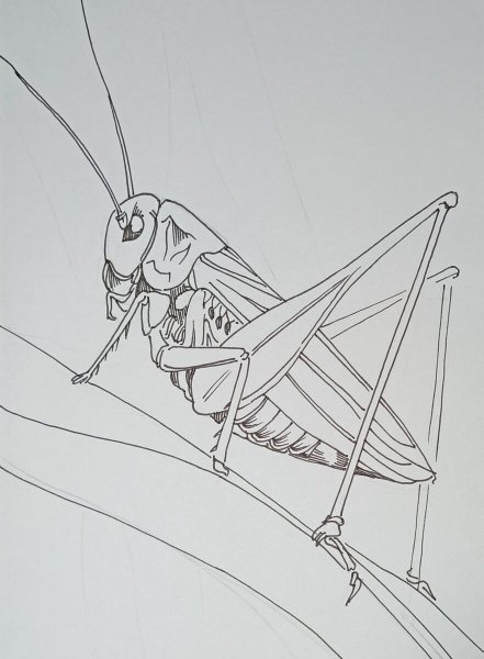 Кузнечик карандашом