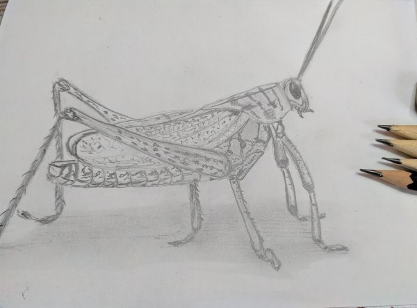 Кузнечик скетч