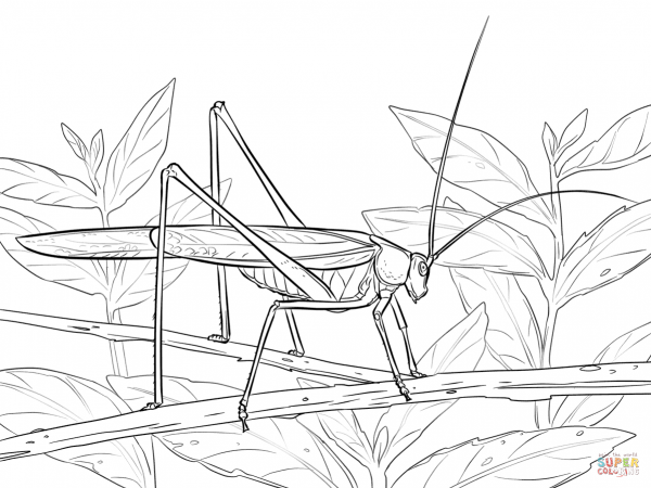 Кузнечик раскраска для детей