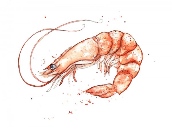 Креветка скетч