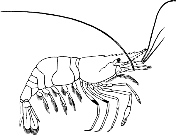 Креветка карандашом