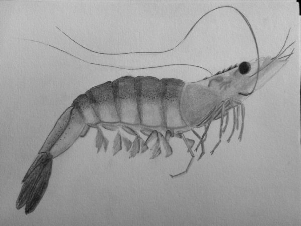 Креветка эскиз