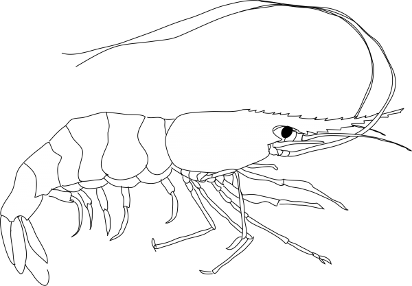 Креветка раскраска