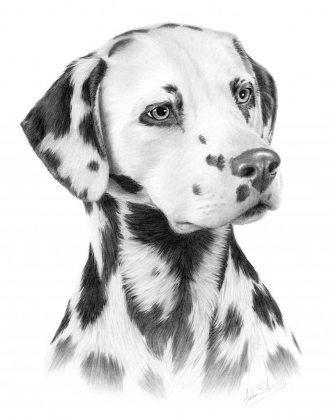 Далматинец карандашом