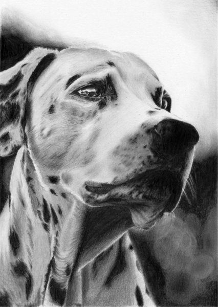 Собака простым карандашом