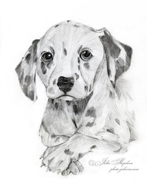 Скетчинг собака Далматин