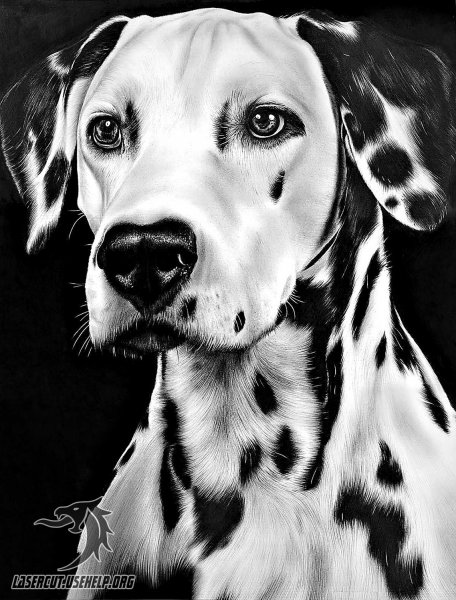 Далматин портрет