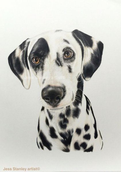 Dalmatian художник