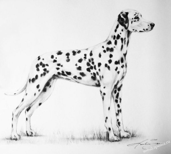 Далматин карандашом