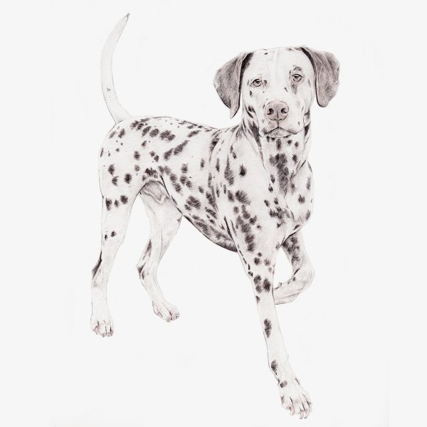 Далматинец на белом фоне