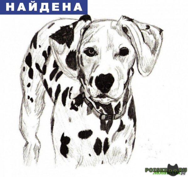 Далматинец Графика