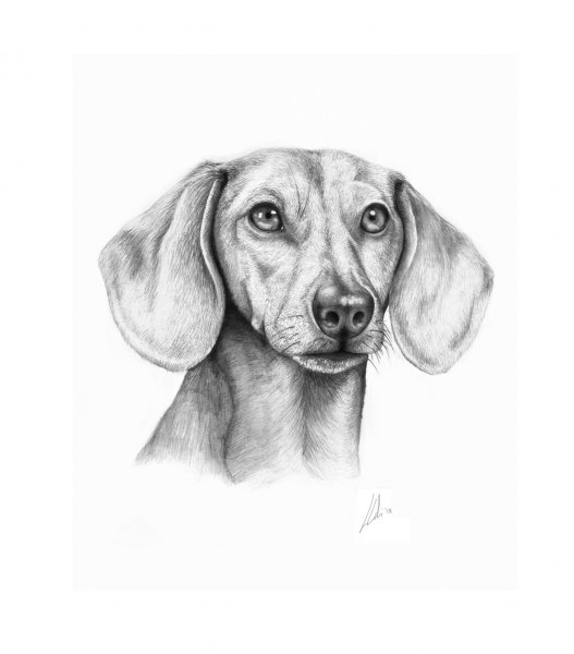 Такса карандашом