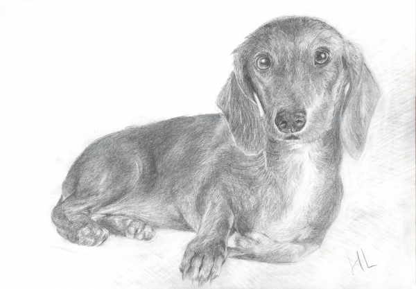 Эскиз таксы карандашом