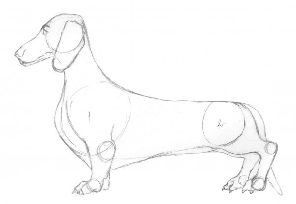 Такса рисунок карандашом