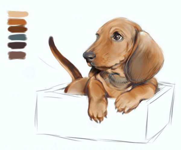 Рисунки для срисовки такса