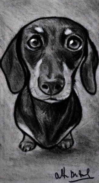 Рисунок таксы карандашом для срисовки