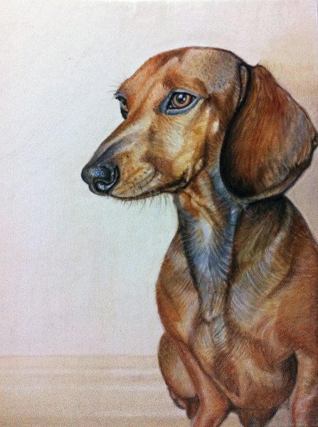 Рисование таксы