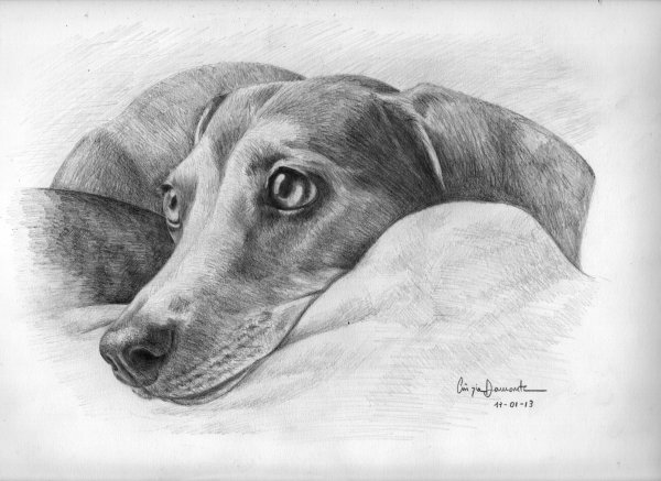 Такса простым карандашом