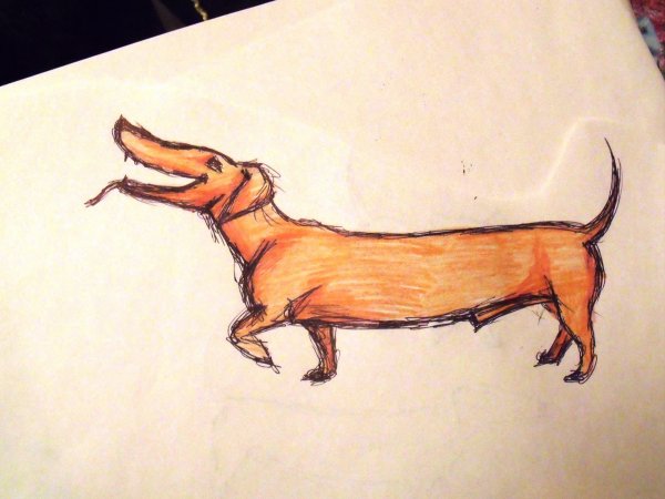 Смешная такса рисунок